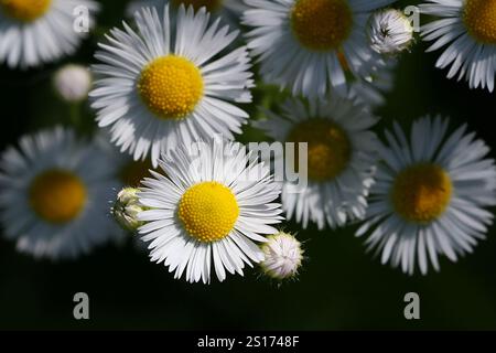 fleabane annuel, Erigeron annuus, anciennement Aster annuus, également connu sous le nom de fleabane de marguerite ou fleabane de marguerite orientale, plante sauvage originaire de Finlande Banque D'Images