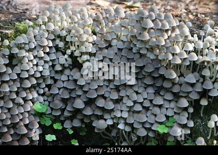 Coprinellus disséminatus, également appelé Coprinus disséminatus, communément appelé calotte à encre fée ou calotte crumble trooping, champignon originaire de Finlande Banque D'Images