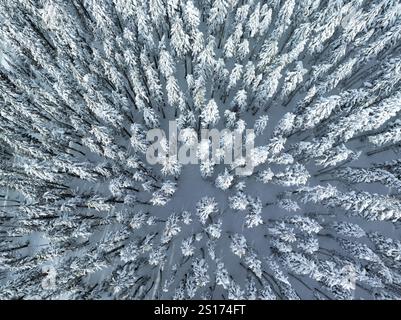 Une couverture de neige recouvre le paysage sauvage et boisé entourant le mont. Hood, Oregon. Cette région du nord-ouest du Pacifique est à seulement une heure de route de Portland. Banque D'Images