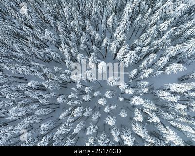 Une couverture de neige recouvre le paysage sauvage et boisé entourant le mont. Hood, Oregon. Cette région du nord-ouest du Pacifique est à seulement une heure de route de Portland. Banque D'Images