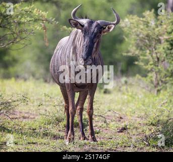 Gros plan sur la vue d'un gnous sauvage dans le parc national de Hluhluwe Imfolozi, Afrique du Sud, le 13 décembre 2024 Banque D'Images