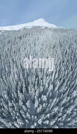 Une couverture de neige recouvre le paysage sauvage et boisé entourant le mont. Hood, Oregon. Cette région du nord-ouest du Pacifique est à seulement une heure de route de Portland. Banque D'Images