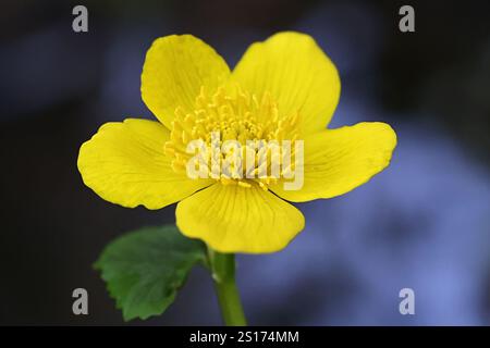 Caltha palustris, communément appelé Marsh-Marigold ou Kingcup, plante à fleurs sauvage originaire de Finlande Banque D'Images