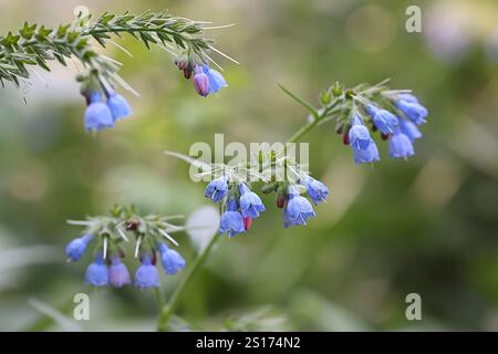 Comfrey russe, Symphytum x uplandicum, plante à fleurs sauvages originaire de Finlande Banque D'Images