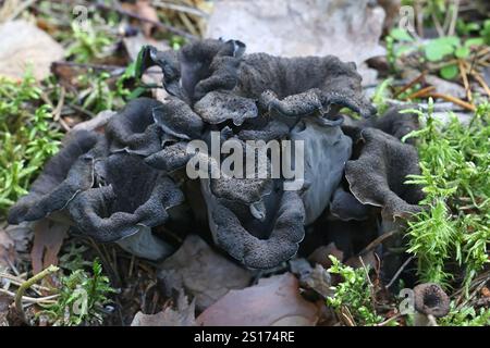 Craterellus cornucopioides, communément connu sous le nom de corne de l'abondance, chanterelle noire ou trompette des champignons sauvages morts de Finlande Banque D'Images