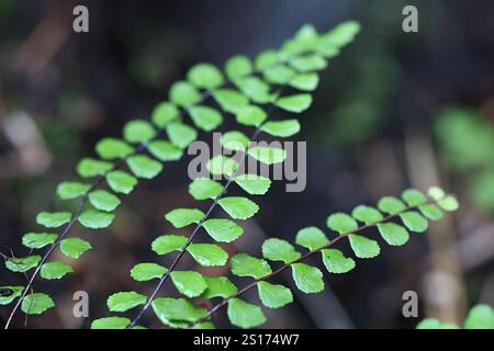 Asplenium trichomanes, connu sous le nom de maidenhair spléenwort, plante sauvage de Finlande Banque D'Images
