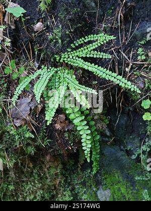 Asplenium trichomanes, connu sous le nom de maidenhair spléenwort, plante sauvage de Finlande Banque D'Images