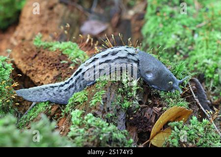 Limax cinereoniger, communément appelé limace noire de cendres, la plus grande espèce de limaces terrestres dans le monde. Banque D'Images