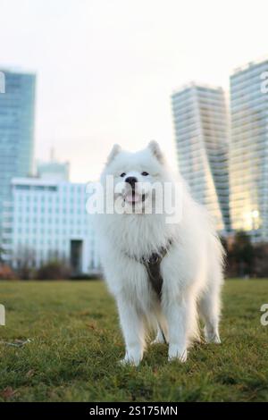 Un Samoyed adulte de race pure debout sur le terrain. En arrière-plan se trouvent les gratte-ciel de Prague. Le Samoyed sourit Banque D'Images