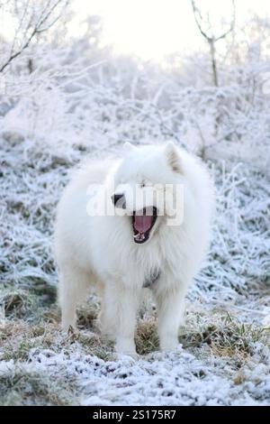 Samoyed adulte de race pure debout au milieu d'un paysage enneigé. Il est si majestueux et mignon Banque D'Images