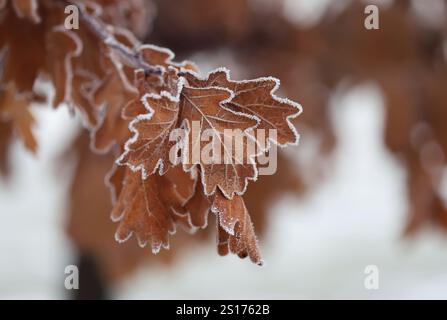 Feuilles brunes en hiver de près Banque D'Images