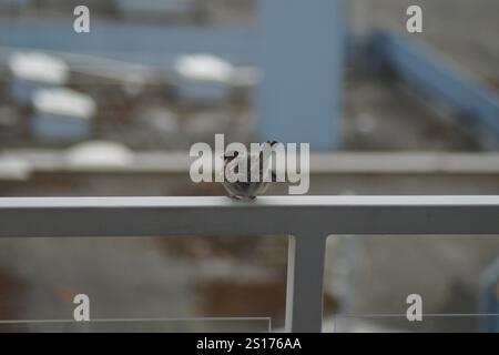 Moineau des champs, passer montanus, assis sur une balustrade de balcon d'un hôtel de la mer baltique en été Banque D'Images