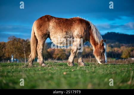 Un cheval brun avec une crinière blanche pèle paisiblement dans un champ vert sous un ciel bleu éclatant. Le paysage de campagne serein présente des arbres d'automne Banque D'Images
