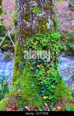 Une vue détaillée du lichen vibrant Lobaria pulmonaria recouvrant un tronc d'arbre mousseline dans la forêt luxuriante et verdoyante de la vallée de Cabuerniga, Cantabrie, Espagne. Banque D'Images