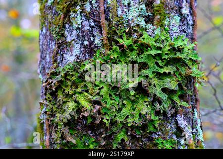 Un gros plan détaillé du lichen Lobaria pulmonaria poussant sur un tronc d'arbre dans la forêt luxuriante de la vallée de Cabuerniga, Cantabrie, Espagne. Banque D'Images