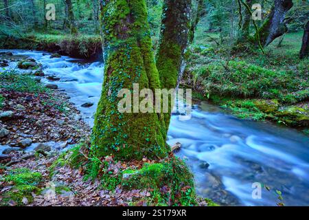 Une vue panoramique de la rivière Bayones serpentant à travers une forêt de hêtres dans la région d'Ucieda de la vallée de Cabuerniga, Cantabrie, Espagne. Banque D'Images