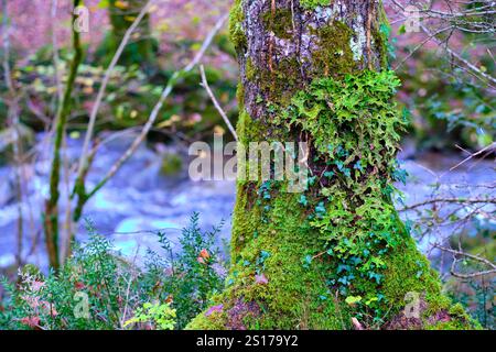 Une vue détaillée du lichen vibrant Lobaria pulmonaria recouvrant un tronc d'arbre mousseline dans la forêt luxuriante et verdoyante de la vallée de Cabuerniga, Cantabrie, Espagne. Banque D'Images