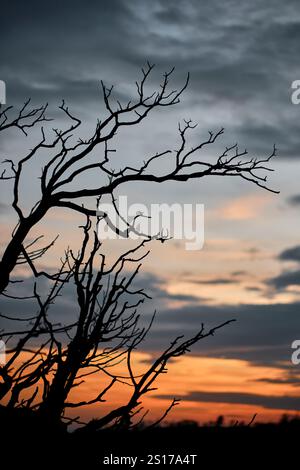 Des branches silhouettées d'arbres brûlés se dressent brutalement contre un ciel coloré de coucher de soleil à Legarda, Navarre, Espagne. Banque D'Images