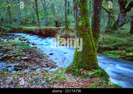 Une vue panoramique de la rivière Bayones serpentant à travers une forêt de hêtres dans la région d'Ucieda de la vallée de Cabuerniga, Cantabrie, Espagne. Banque D'Images