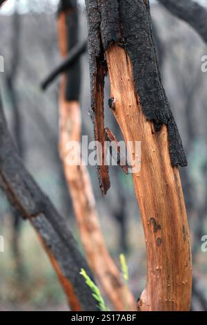 Gros plan détaillé d'un tronc d'arbre carbonisé, révélant les dommages et la texture après un incendie de forêt en Navarre, Espagne. Le contraste entre brûlé et imbrûlé Banque D'Images