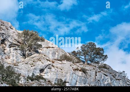 Une image panoramique montrant deux arbres résistants poussant sur une falaise rocheuse accidentée sous un ciel bleu éclatant avec des nuages blancs doux. Vitoriano, Araba, Basque Banque D'Images