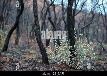 Forêt brûlée avec des arbres carbonisés et la croissance de nouvelles plantes, symbolisant la résilience et la récupération de la nature après un incendie de forêt à Legarda, Navarre, Espagne. Banque D'Images