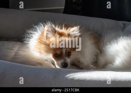 Un petit chiot poméranien à la fourrure moelleuse est allongé sur un lit de chien en peluche, profitant de la lumière chaude du soleil qui se remplit Banque D'Images