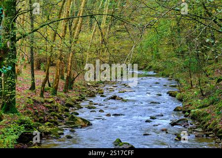 Une scène tranquille de la rivière Bayones qui coule à travers une forêt dense à Ucieda, dans la vallée de Cabuerniga, Cantabrie, Espagne. Ucieda Cantabria ESPAGNE Banque D'Images