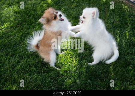 Deux mignons chiots de Poméranie ont une bagarre ludique dans une cour verdoyante. Ils semblent avoir un grand Banque D'Images