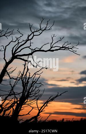 Des branches silhouettées d'arbres brûlés se dressent brutalement contre un ciel coloré de coucher de soleil à Legarda, Navarre, Espagne. Legarda Navarra ESPAGNE Copyright : xMikelxBilb Banque D'Images