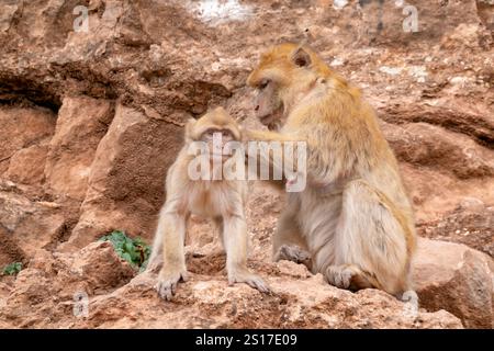 Montagnes du moyen Atlas, Maroc. Macaque barbaresque adulte, Macaca sylvanus, qui s'occupe d'un singe plus jeune. Ils errent librement dans les montagnes de l'atlas. Banque D'Images