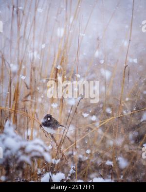 Oiseau junco aux yeux foncés perché sur de l'herbe sèche pendant la tempête de neige hivernale Banque D'Images