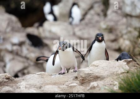 Manchot Rockhopper du sud (Eudyptes chrysocome), île Pebble, îles Falkland Banque D'Images