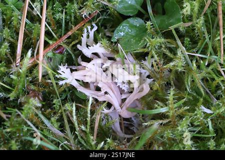 Clavulina coralloides, également appelée Clavulina cristata, communément appelée champignon du corail blanc ou champignon du corail à crête, champignon sauvage originaire de Finlande Banque D'Images