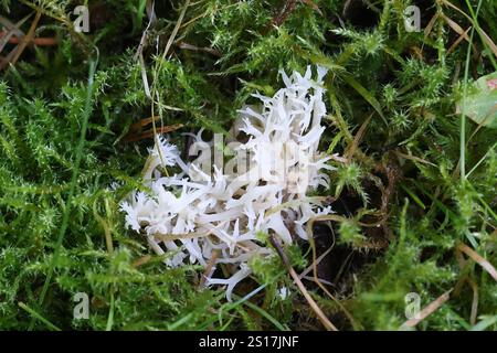 Clavulina coralloides, également appelée Clavulina cristata, communément appelée champignon du corail blanc ou champignon du corail à crête, champignon sauvage originaire de Finlande Banque D'Images