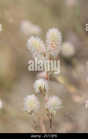 Trifolium arvense, communément appelé trèfle pied de lièvre, trèfle pied de lapin ou trèfle de pierre, plante à fleurs sauvages originaire de Finlande Banque D'Images