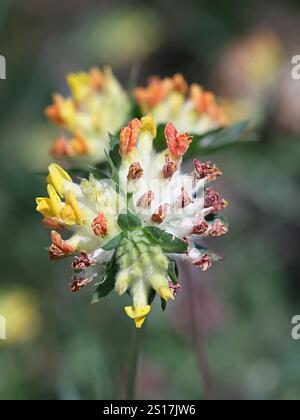 Kidney Vetch, Anthyllis Vulneraria, également connu sous le nom de Common Kidneyvetch, Kidney-Vetch, Ladies’ Fingers ou Woundwort, plante à fleurs sauvages originaire de Finlande Banque D'Images