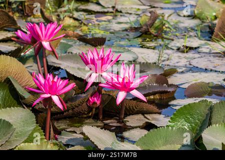 Fleurs de lotus, étang de lotus, Népal, Asie Banque D'Images
