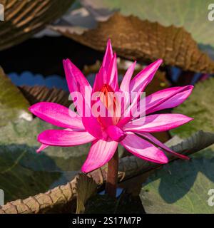 Fleurs de lotus, étang de lotus, Népal, Asie Banque D'Images