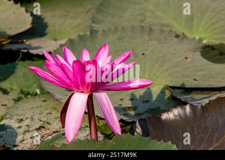 Fleurs de lotus, étang de lotus, Népal, Asie Banque D'Images