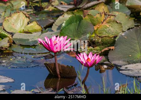 Fleurs de lotus, étang de lotus, Népal, Asie Banque D'Images