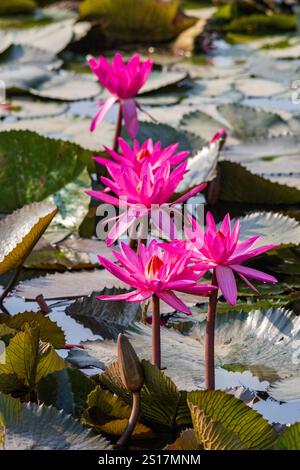 Fleurs de lotus, étang de lotus, Népal, Asie Banque D'Images