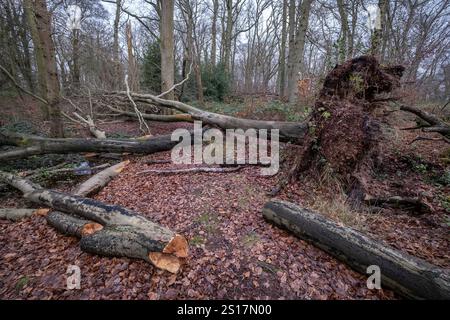 Les arbres endommagés par la tempête hivernale se trouvent sur le sol dans les bois du Worcestershire, en Angleterre. Les vents violents abattirent de nombreux arbres plus grands. Banque D'Images