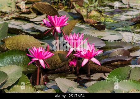 Fleurs de lotus, étang de lotus, Népal, Asie Banque D'Images