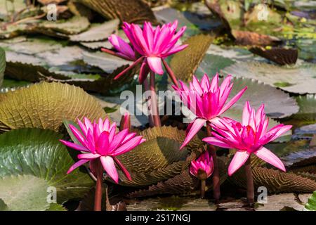 Fleurs de lotus, étang de lotus, Népal, Asie Banque D'Images