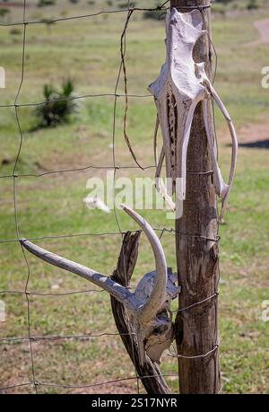 Crânes d'antilopes blancs blanchis avec cornes fixés à un poteau de clôture en bois à la réserve de gibier de Tala, près de Durban, Afrique du Sud, le 15 décembre 2024 Banque D'Images