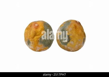 Citrons jaunes moisis et gâtés. Citron pourri et moisi isolé sur fond blanc. Banque D'Images