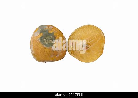 Citrons jaunes moisis et gâtés. Citron pourri et moisi isolé sur fond blanc. Banque D'Images