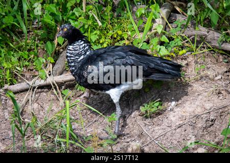 Crieur à cornes (Anhima cornuta) dans le fleuve Amazone péruvien Banque D'Images