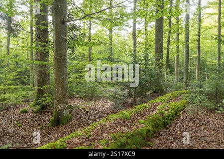 Forêt de montagne mixte avec hêtres cuivrés (Fagus sylvatica) et épicéa (Picea abies), bois mort couché envahi de mousse, Parc national de la forêt bavaroise Banque D'Images